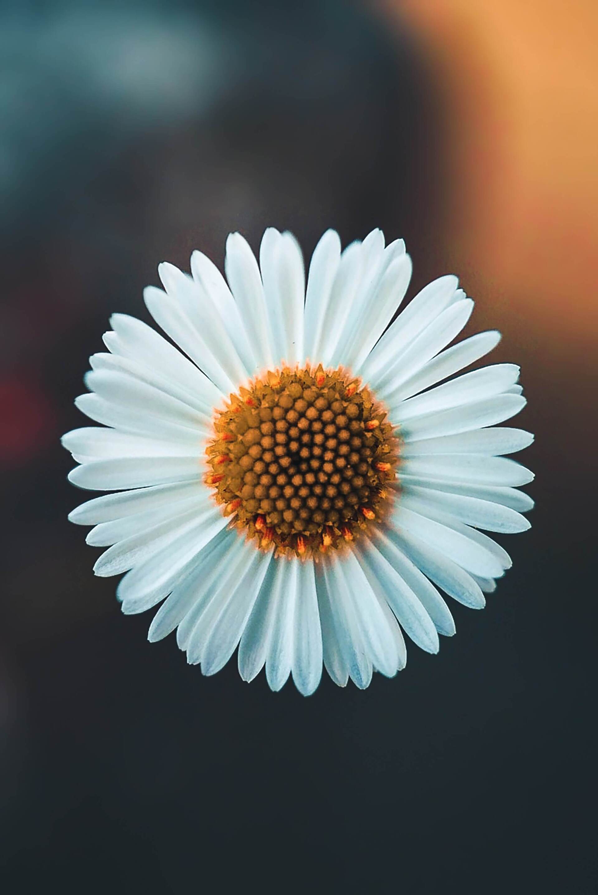 local crematory daisy
