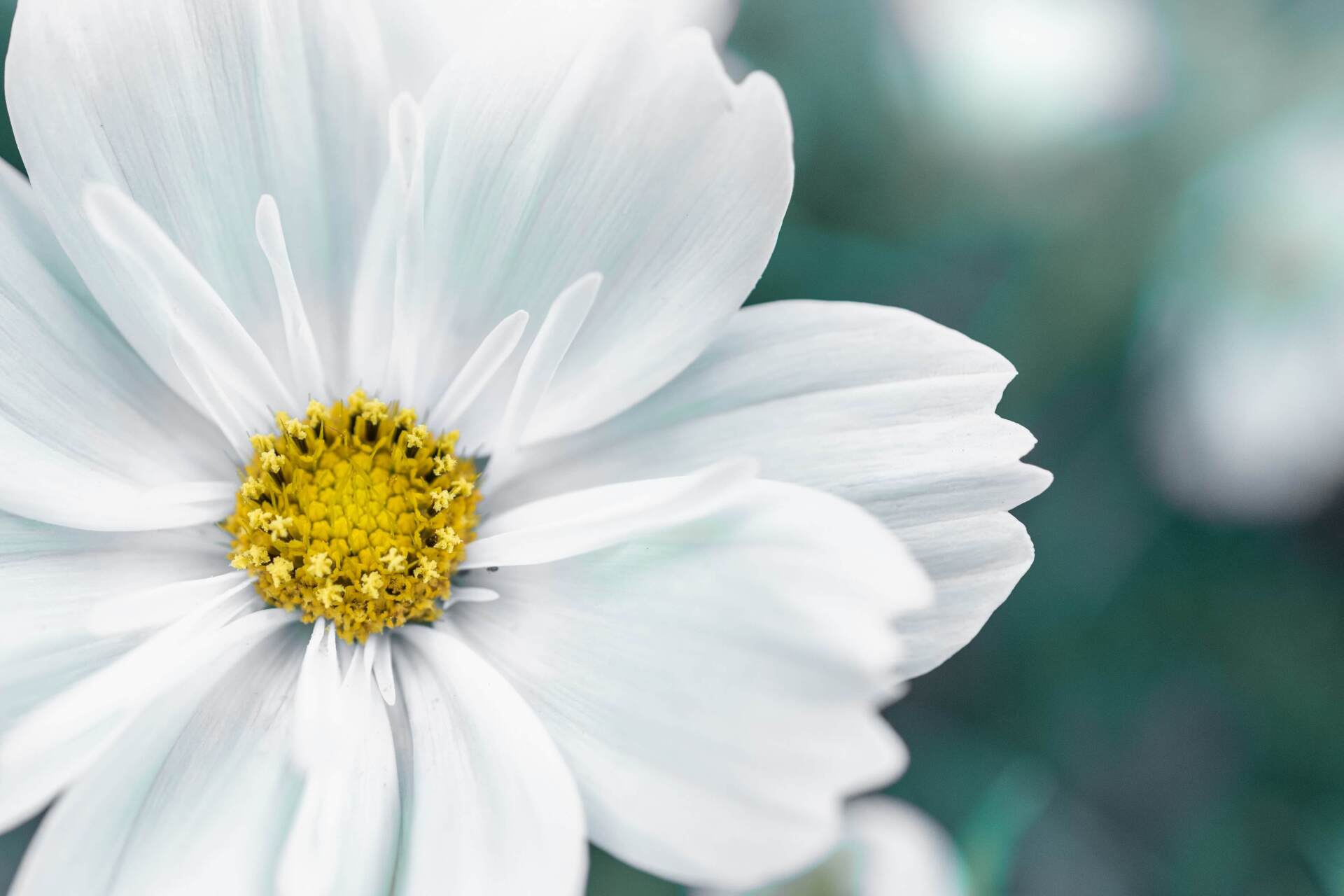 local crematory daisy flower