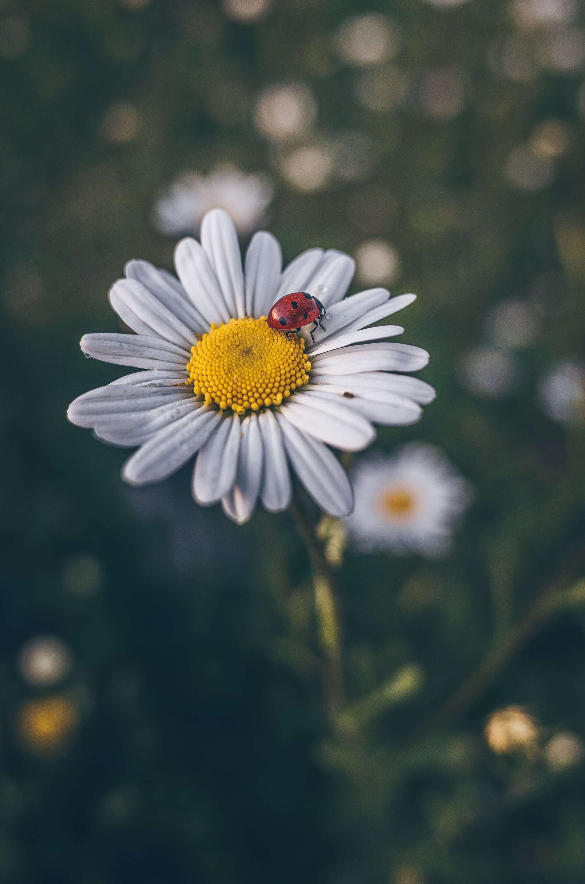 local crematory daisy flower in field of daisies