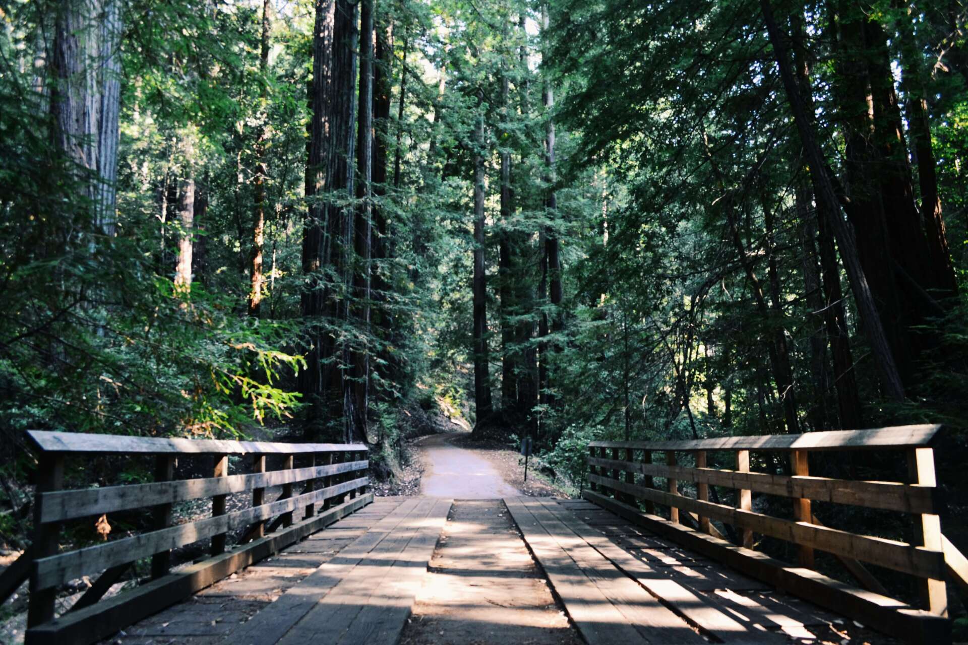local crematory tree and bridge