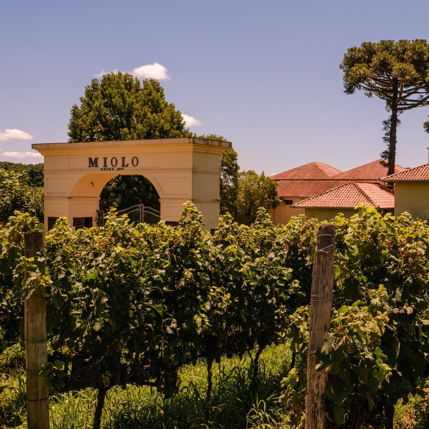 Vinícolas em Bento Gonçalves - Vinícola Miolo Vinícolas em Bento Gonçalves - Vinícola Miolo