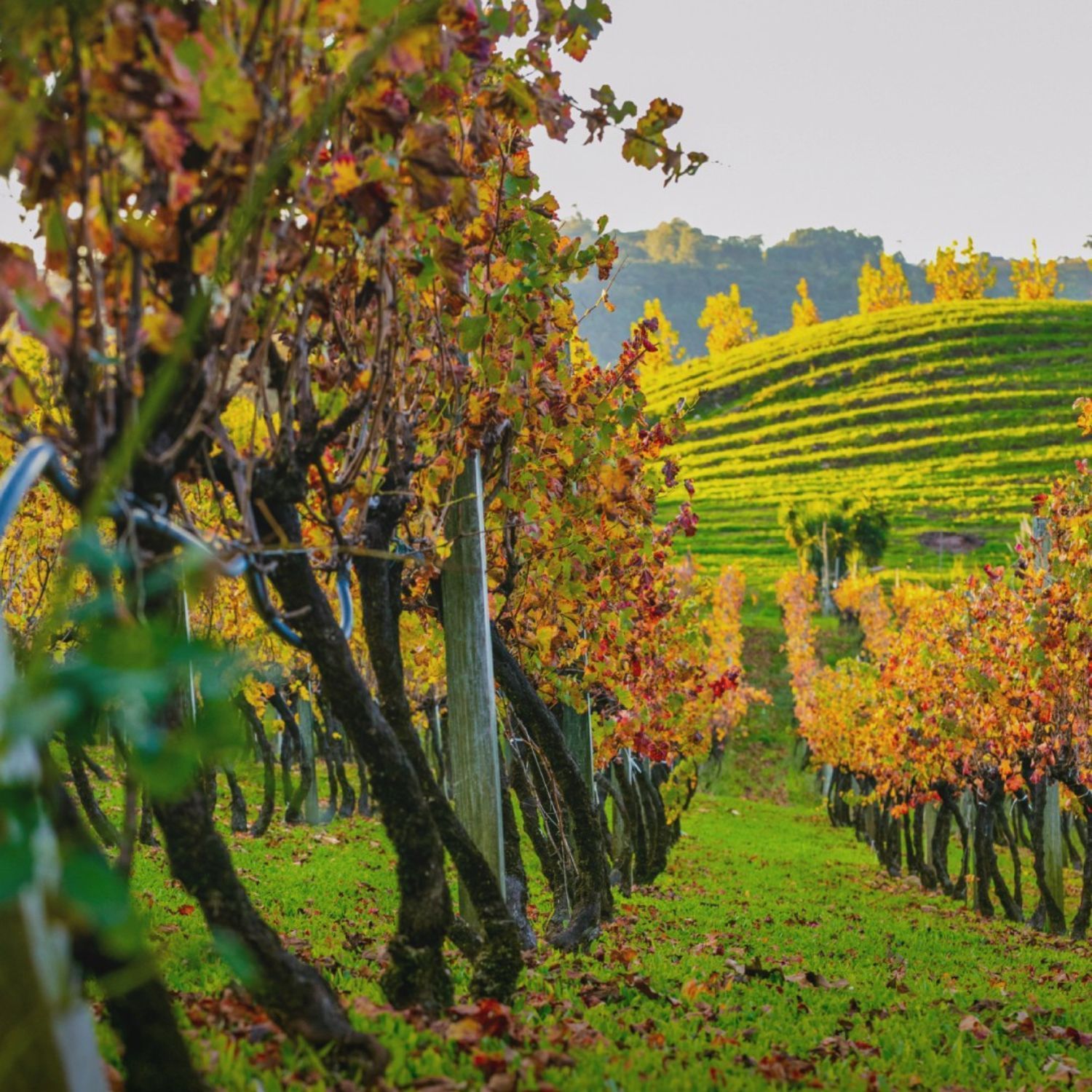 Vinícolas em Bento Gonçalves - Vinhos Larentis Foto Instagram Vinhos Larentis Vinícolas em Bento Gonçalves - Vinhos Larentis Foto Instagram Vinhos Larentis