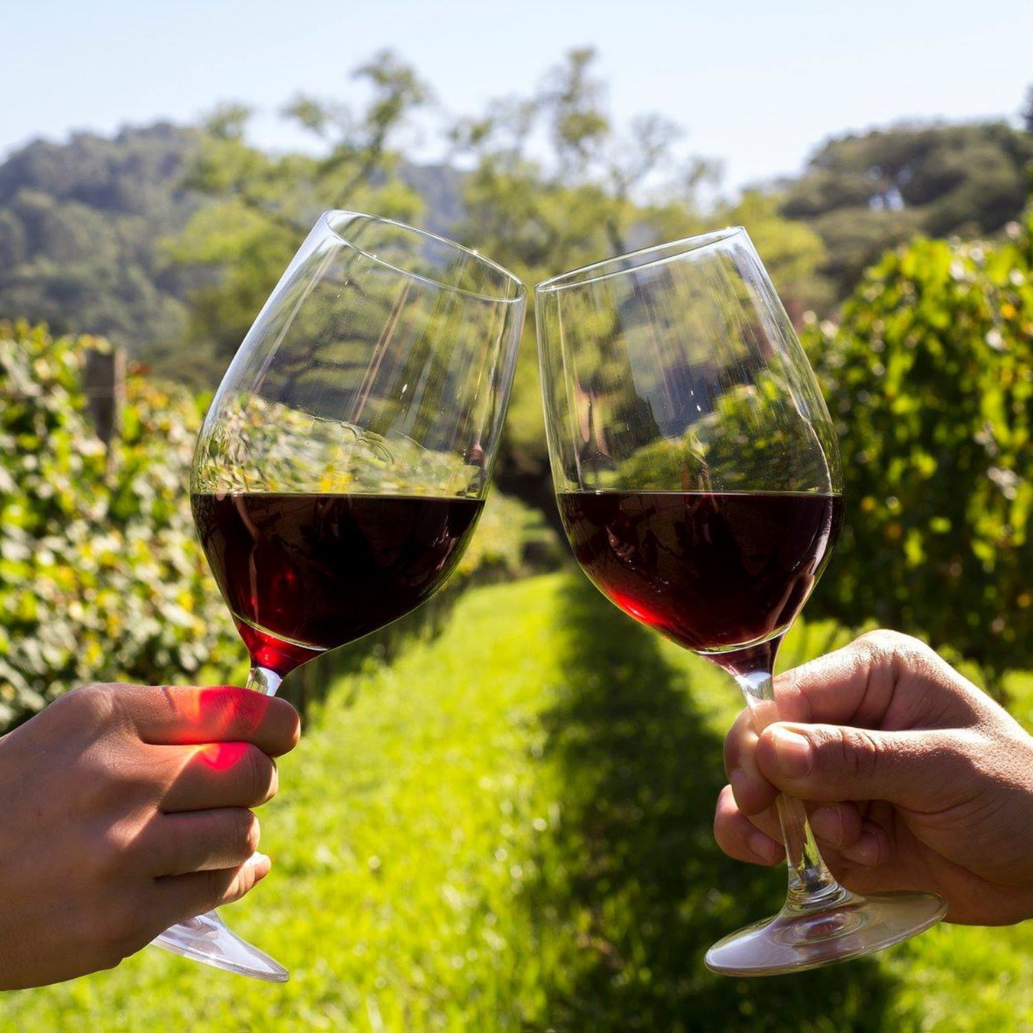 Vinícolas em Bento Gonçalves Vinícolas em Bento Gonçalves