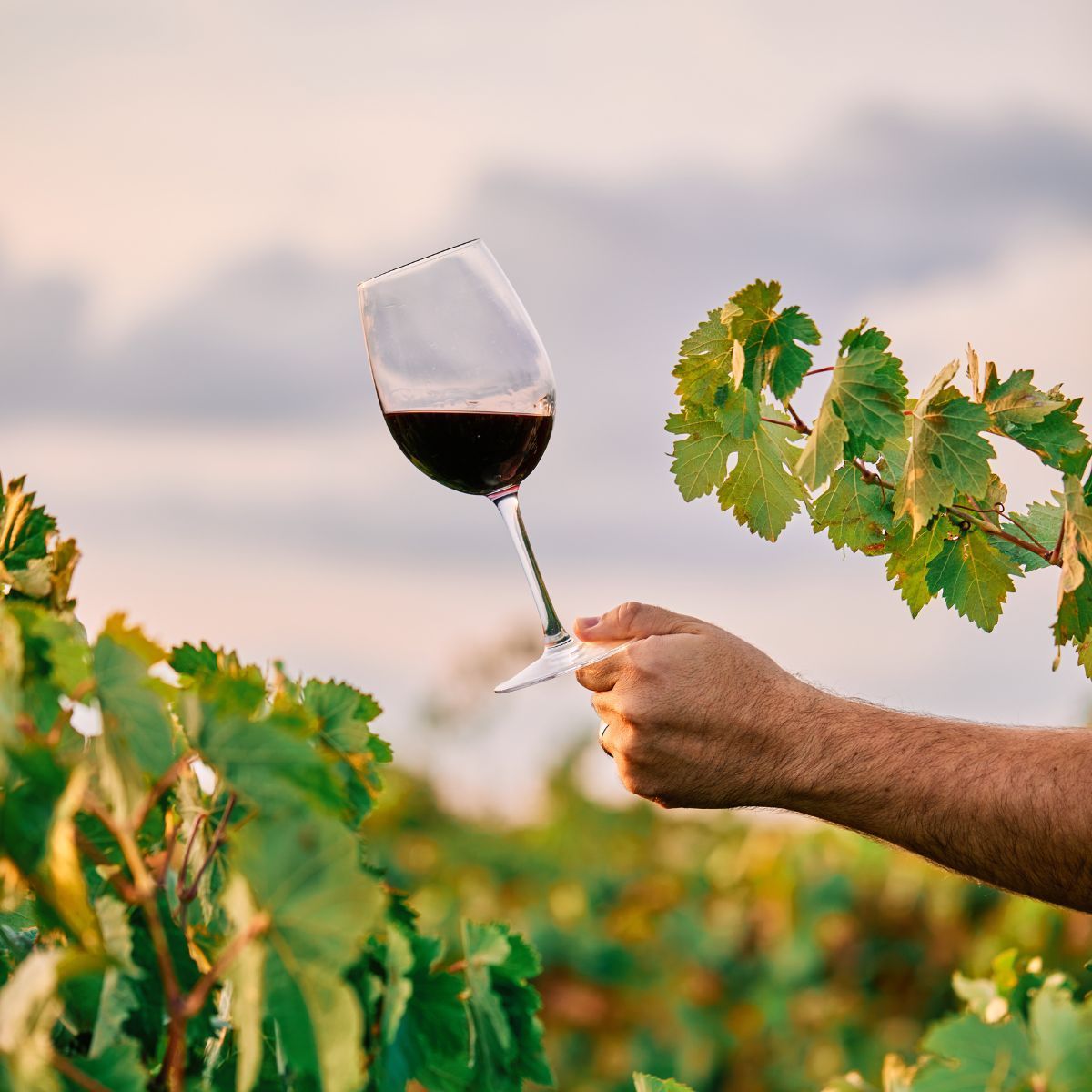 Vinícolas em Canela conheça as opções de enoturismo na cidade Blog Gramado Oficial