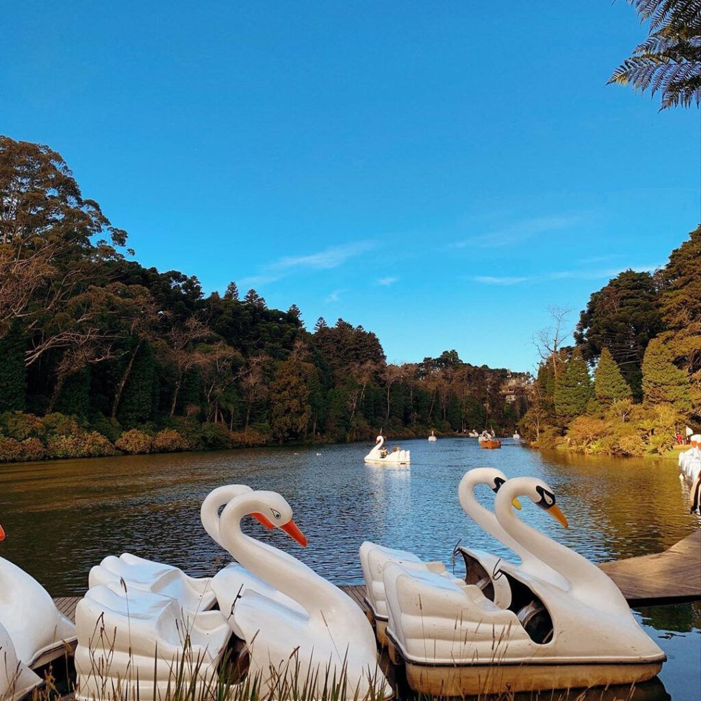 Um grupo de pedalinhos em forma de cisne em um lago