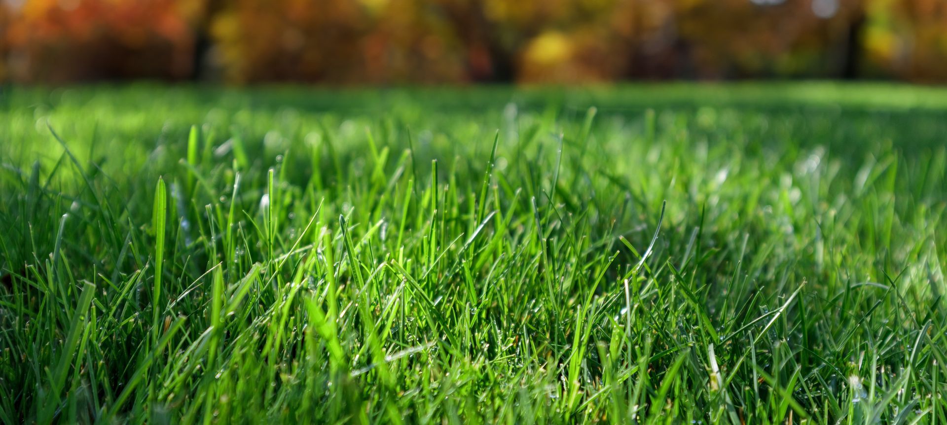 Close-up of bright green grass with a blurred background of autumn foliage.