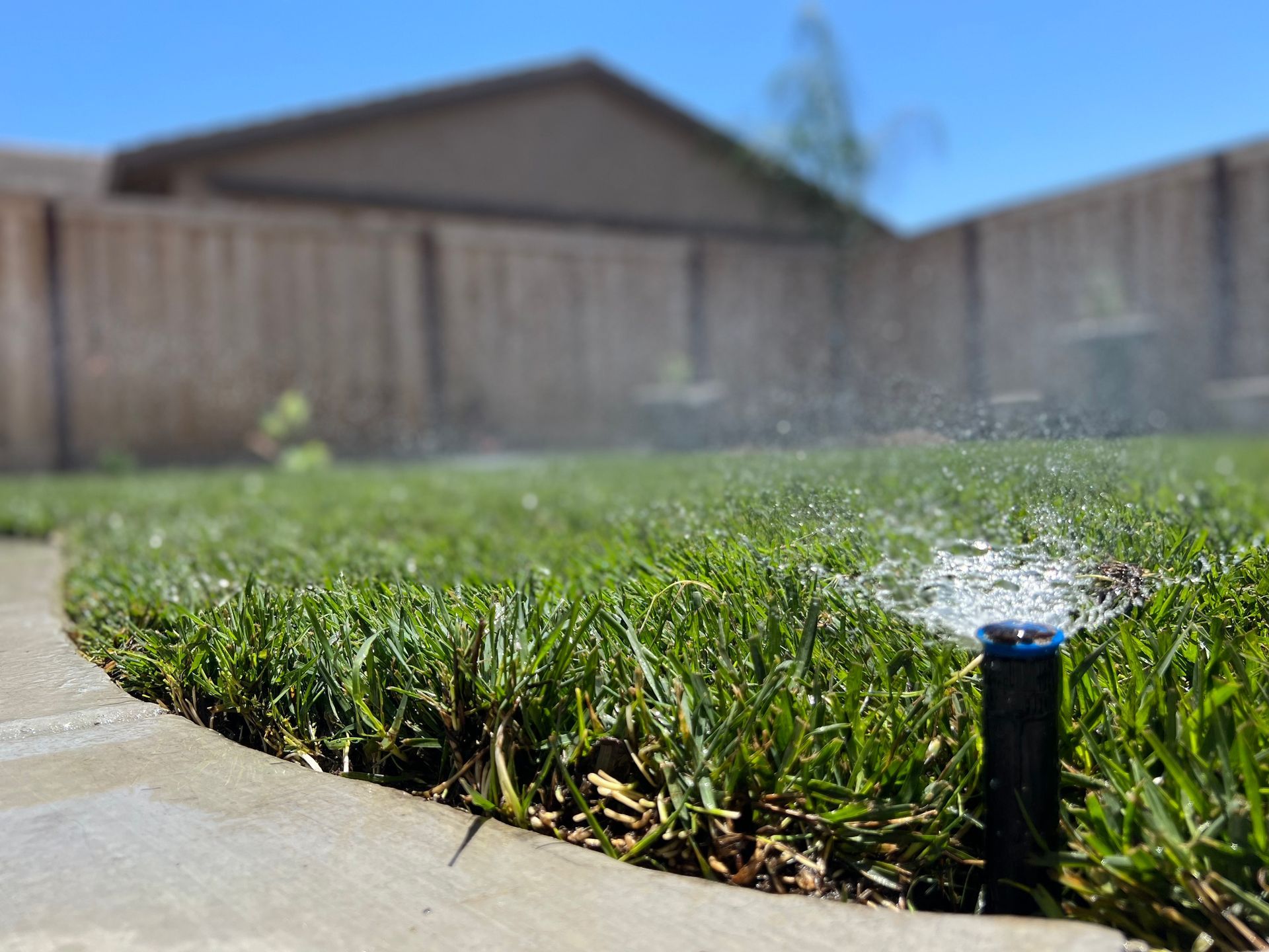 Close-up shot of natural grass and sprinkler system in Stockton CA.
