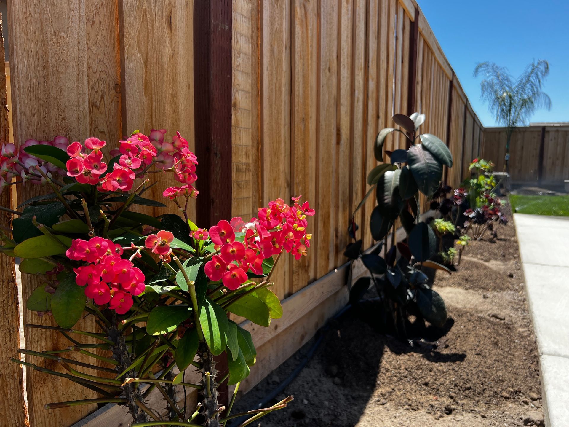 Plants and flowers featured in professional landscape design in Stockton.
