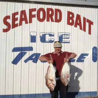 seaford bait fish