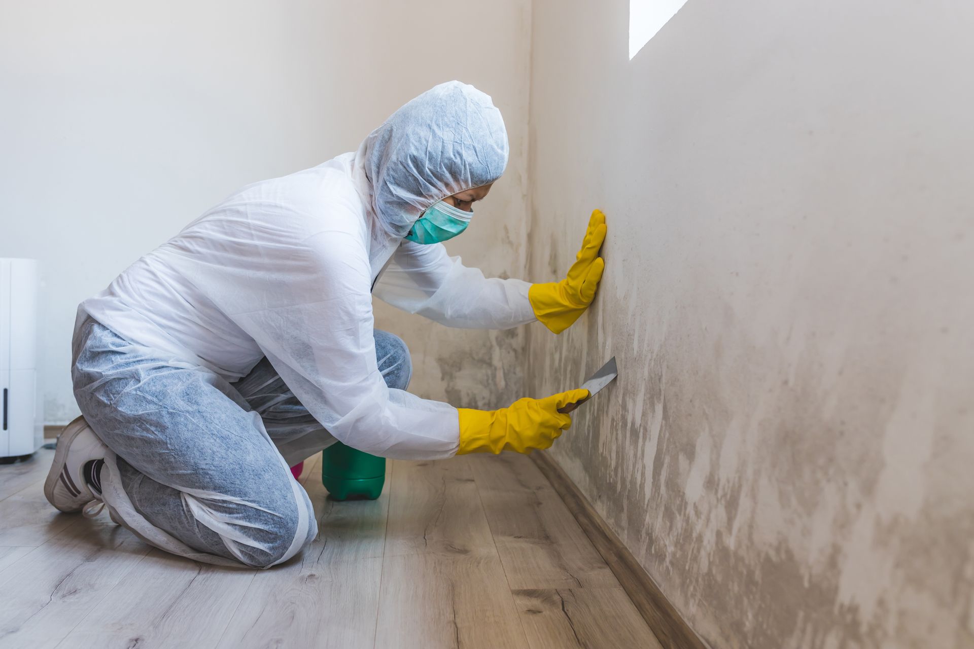 Female worker of cleaning service removes the mold using scraper tool.