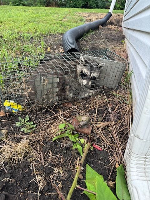 Raccoon trapped in a cage near a house with a black drainage pipe.