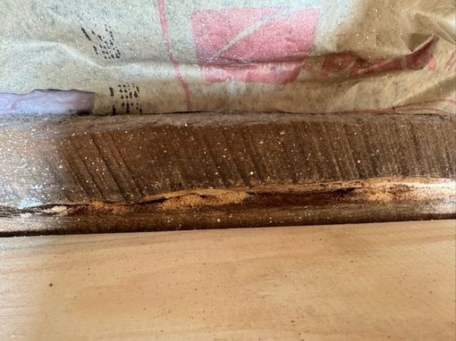 Close-up of wood with mold and insulation above. The wood is damaged, and there is mold growth.