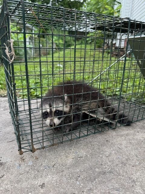 Raccoon trapped in a metal cage outdoors. It has black and white facial markings and appears frightened.