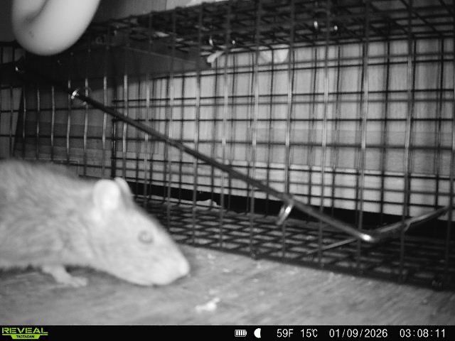 A light-colored rat near an open metal cage trap, inside a room.