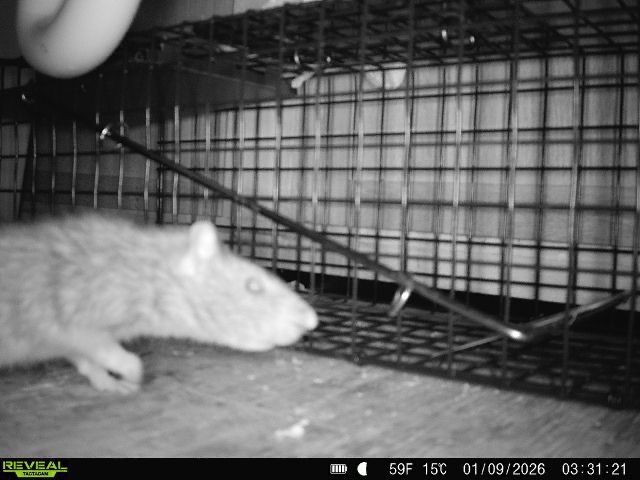 Rat near a live animal trap. The trap is metal and open. A light-colored rodent is visible.
