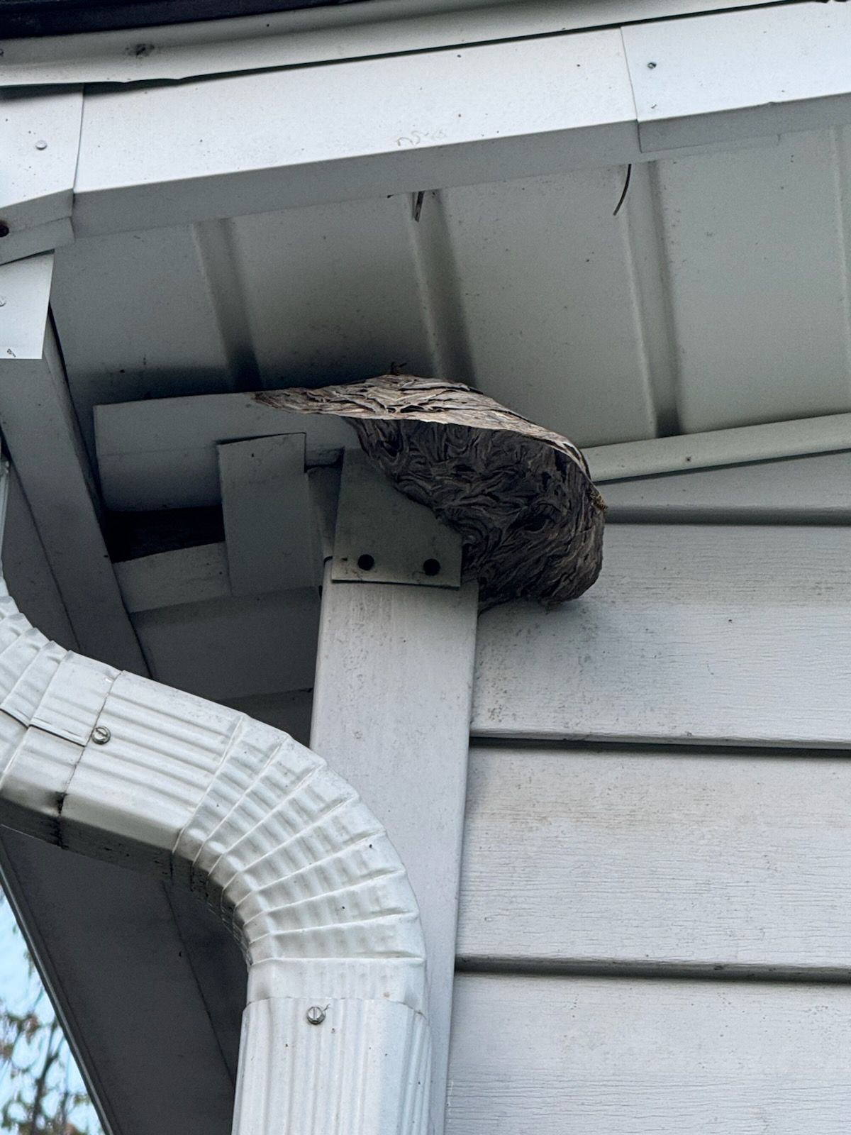 Wasp nest built on the corner of a house under the eaves, next to a gutter.