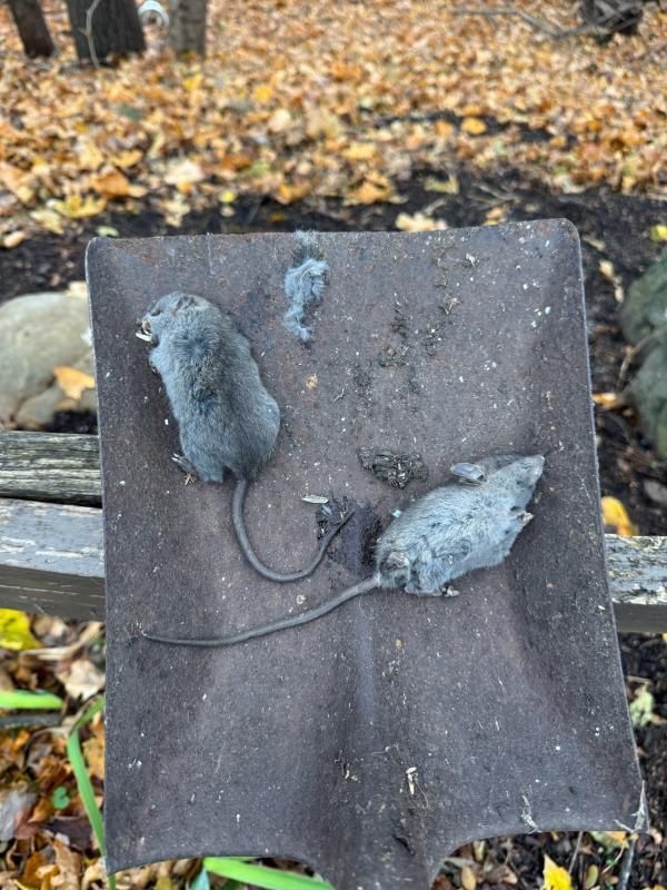 Two dead gray mice on a dark shovel outdoors, surrounded by fallen leaves.