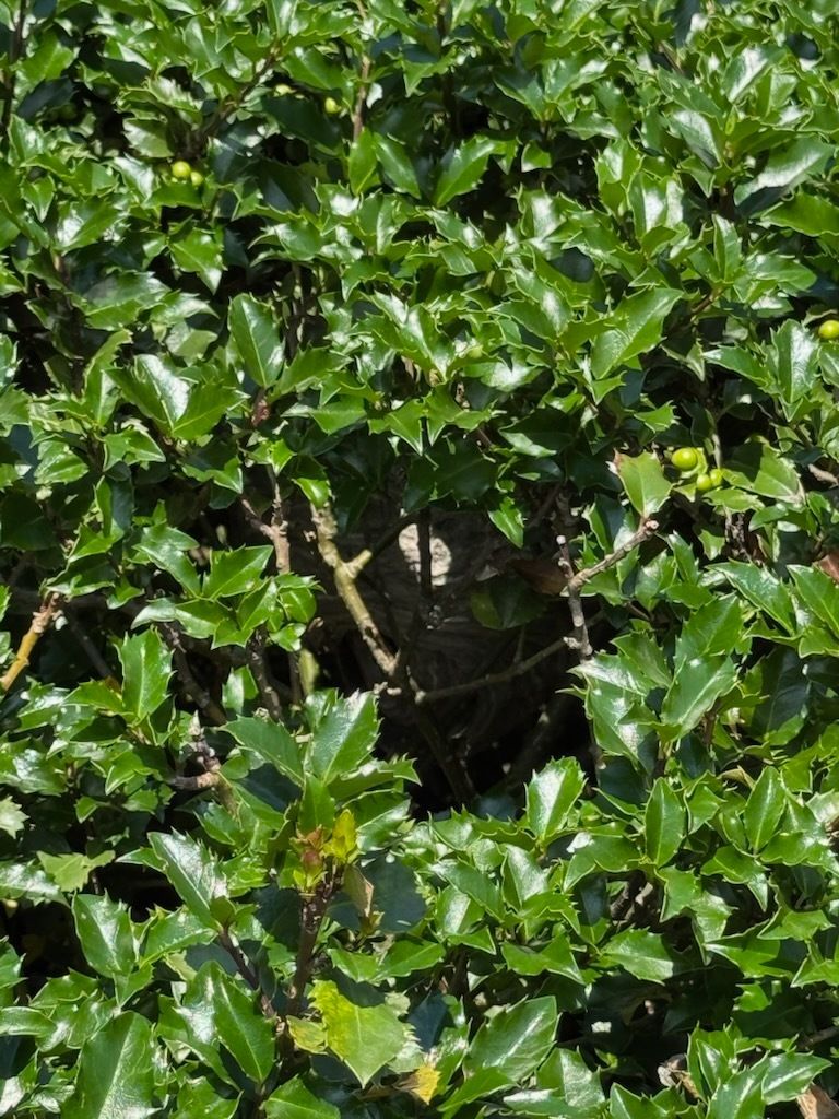Green holly bush with glossy, spiky leaves.
