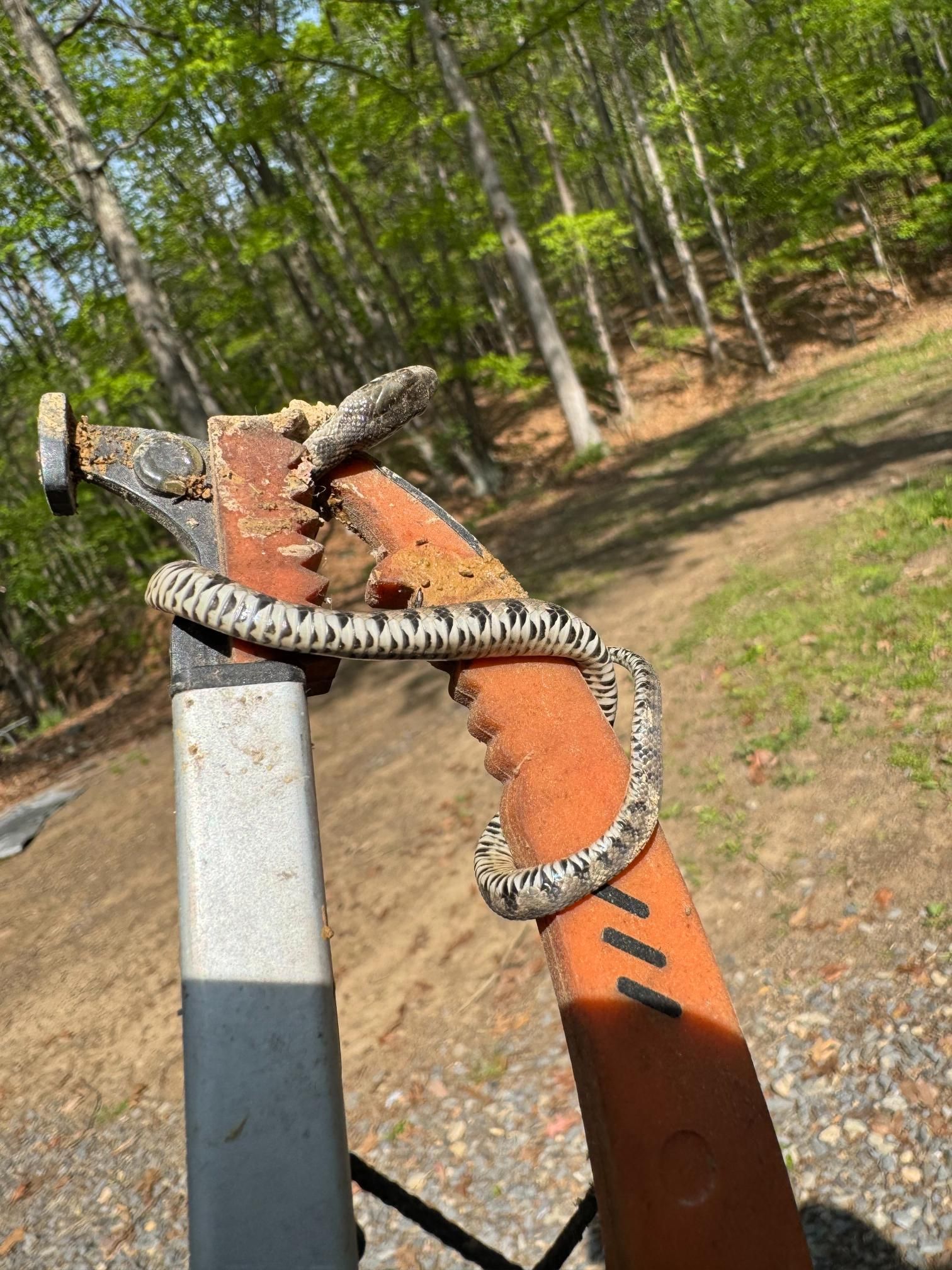 Snake coiled on orange and gray metal structure outdoors. Trees in background.