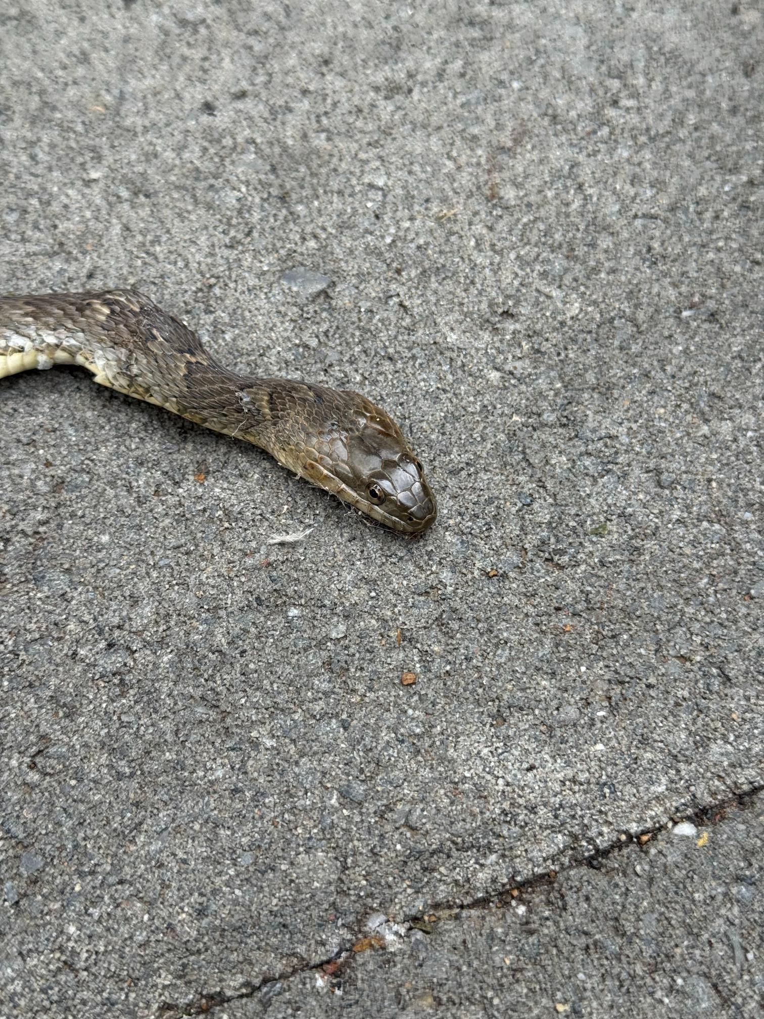 Snake, likely water snake, on gray asphalt.