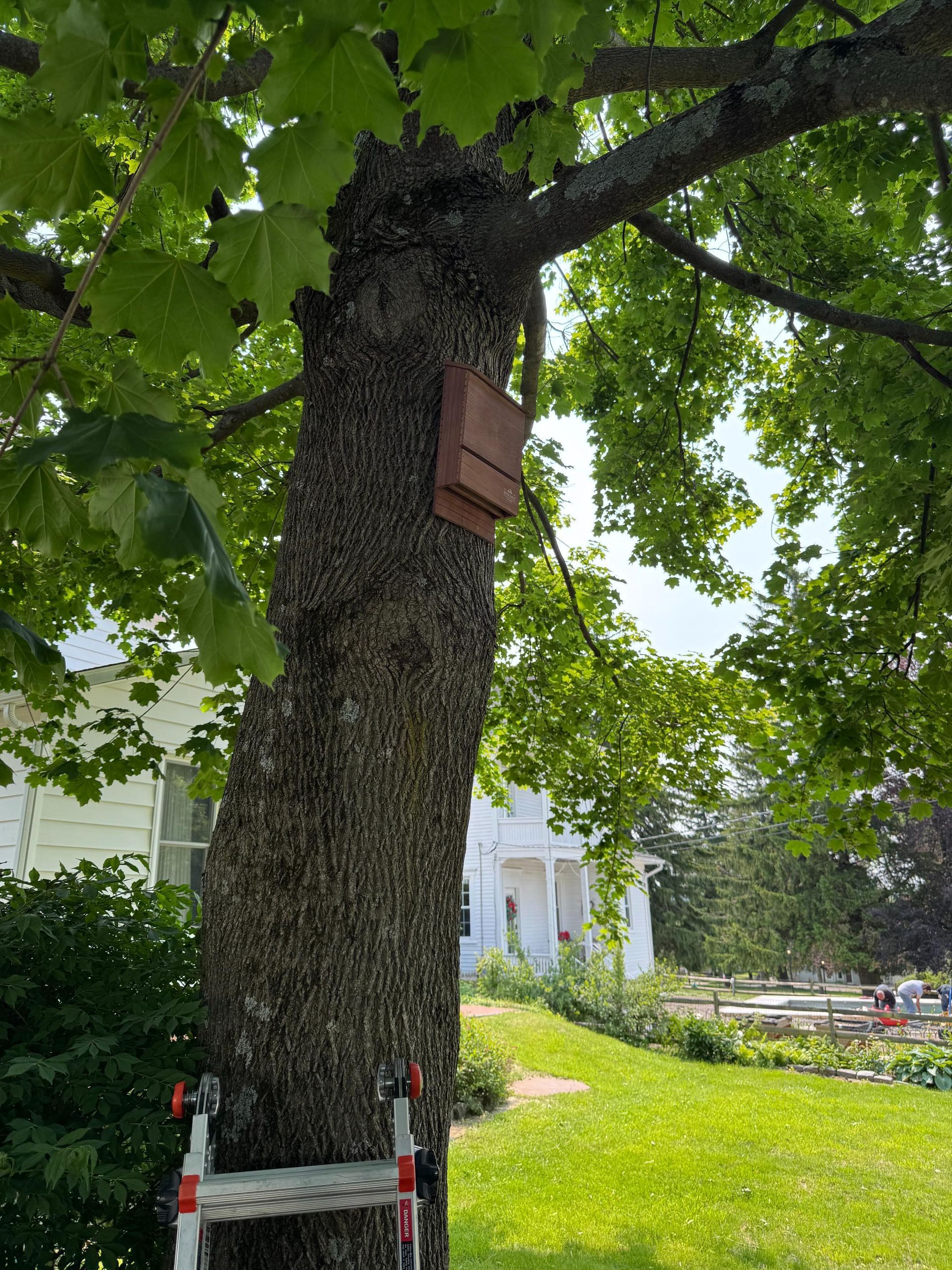 A brown bat house is mounted on a tree trunk. A lawn and white house are in the background.