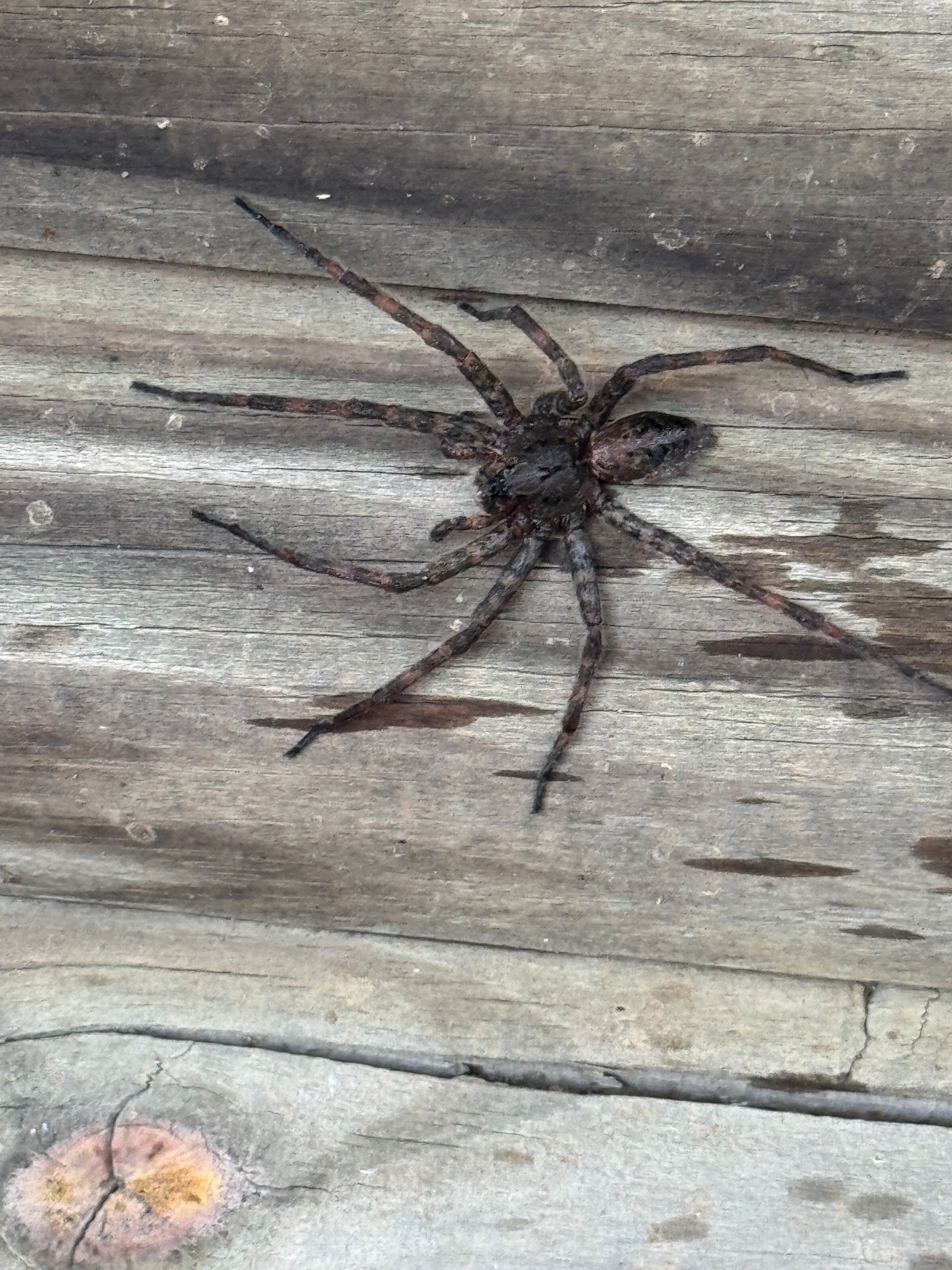 Large, dark brown spider with long legs crawling on weathered, light-colored wood.