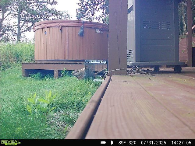 Ground squirrel near a deck, hot tub, and storage shed, with green grass.