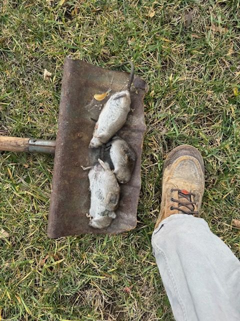 Person's boot and shovel holding four dead, small animals on grass.