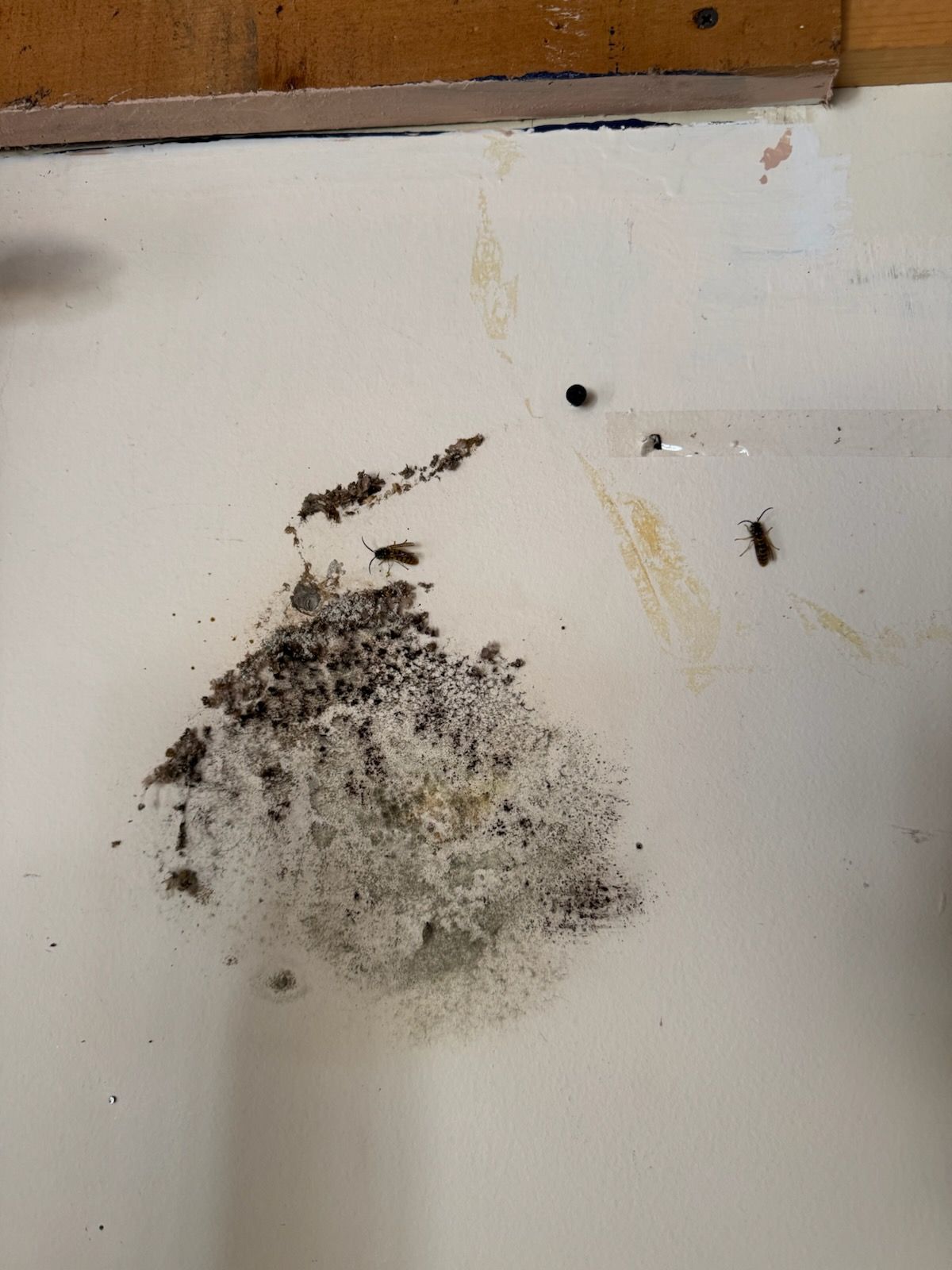 Gray and brown debris with several small insects on a white surface, possibly a wall.