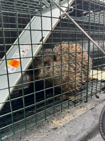 Groundhog trapped inside a metal cage.