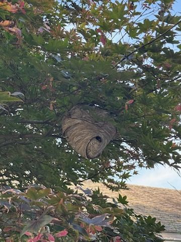 Wasp nest hanging from a tree branch, spherical shape with gray and brown layers, surrounded by green leaves.