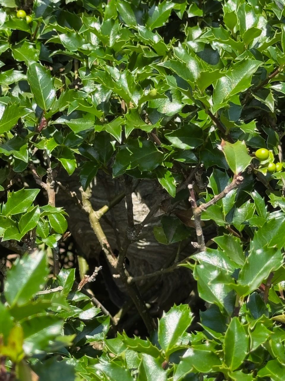 A wasp nest is nestled deep inside a holly bush, surrounded by glossy green leaves.