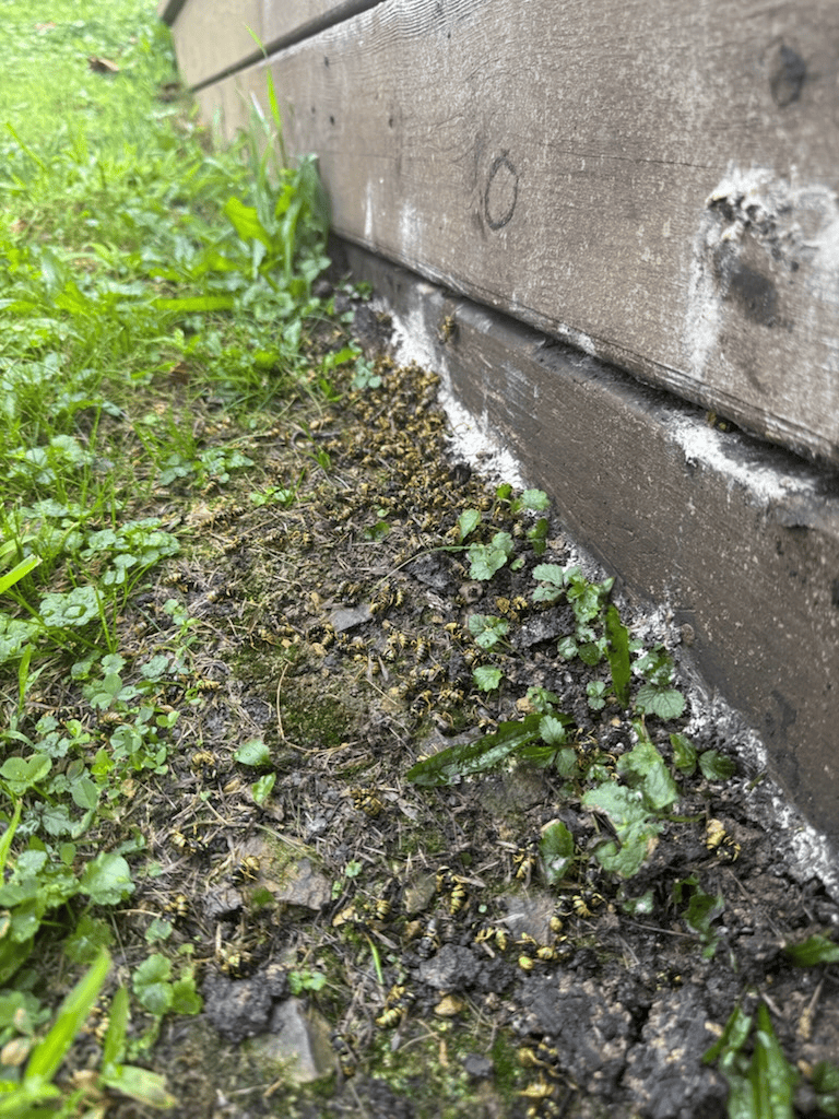 Debris and damp soil along the edge of a wooden structure, with patches of green grass and weeds.
