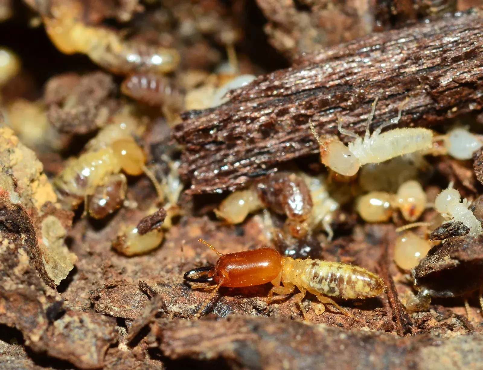 A group of termites are crawling on a piece of wood.