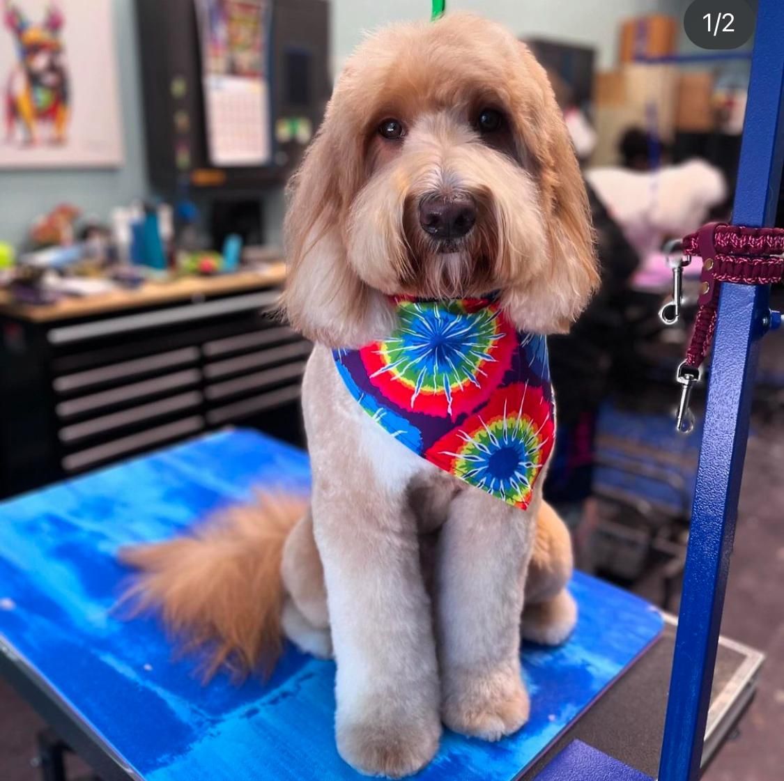 Clean Pet Grooming For Dogs