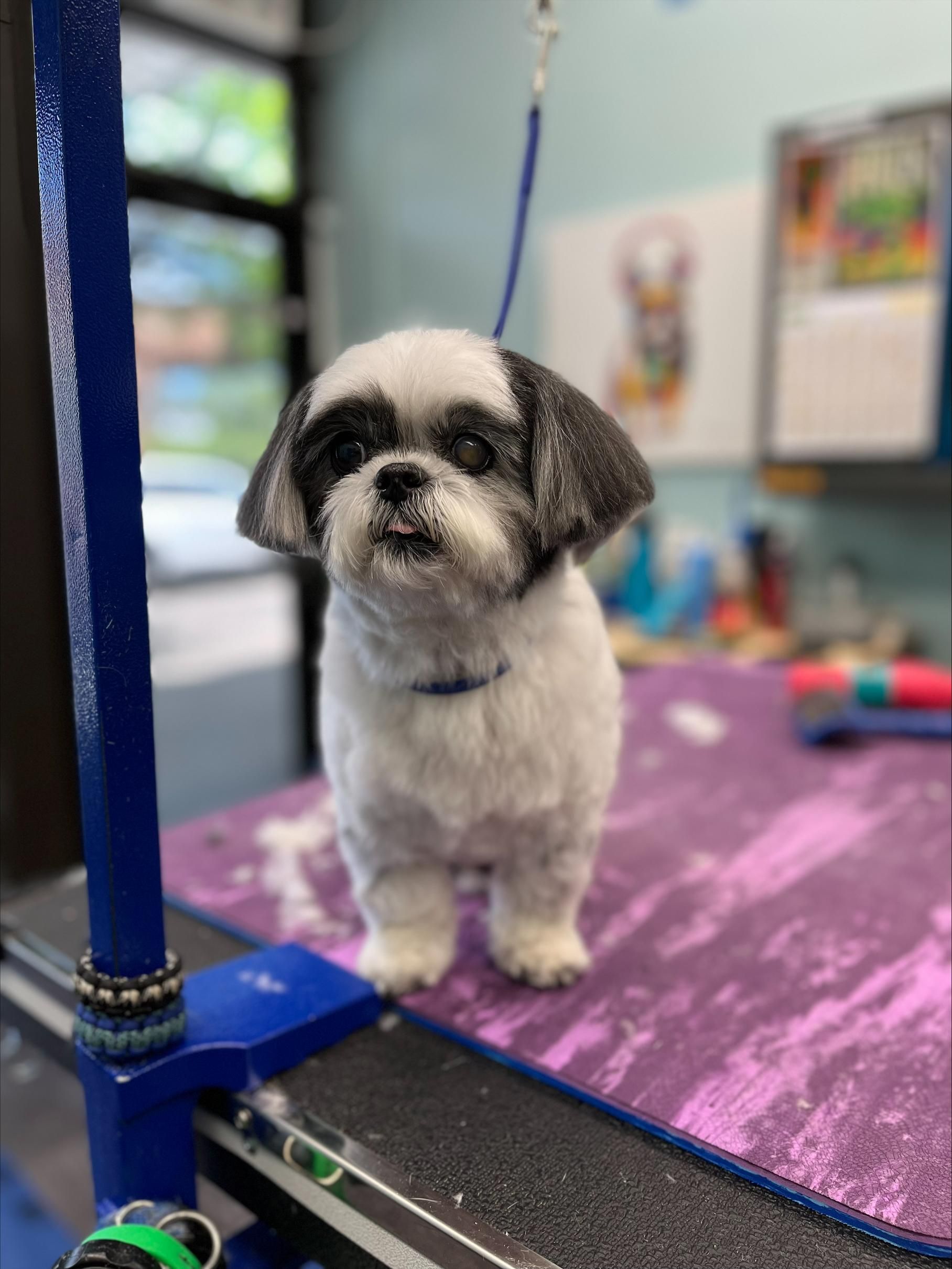 Cute Dog Grooming