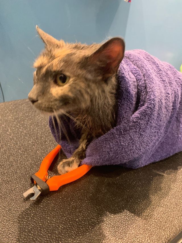 Finished Cat Grooming