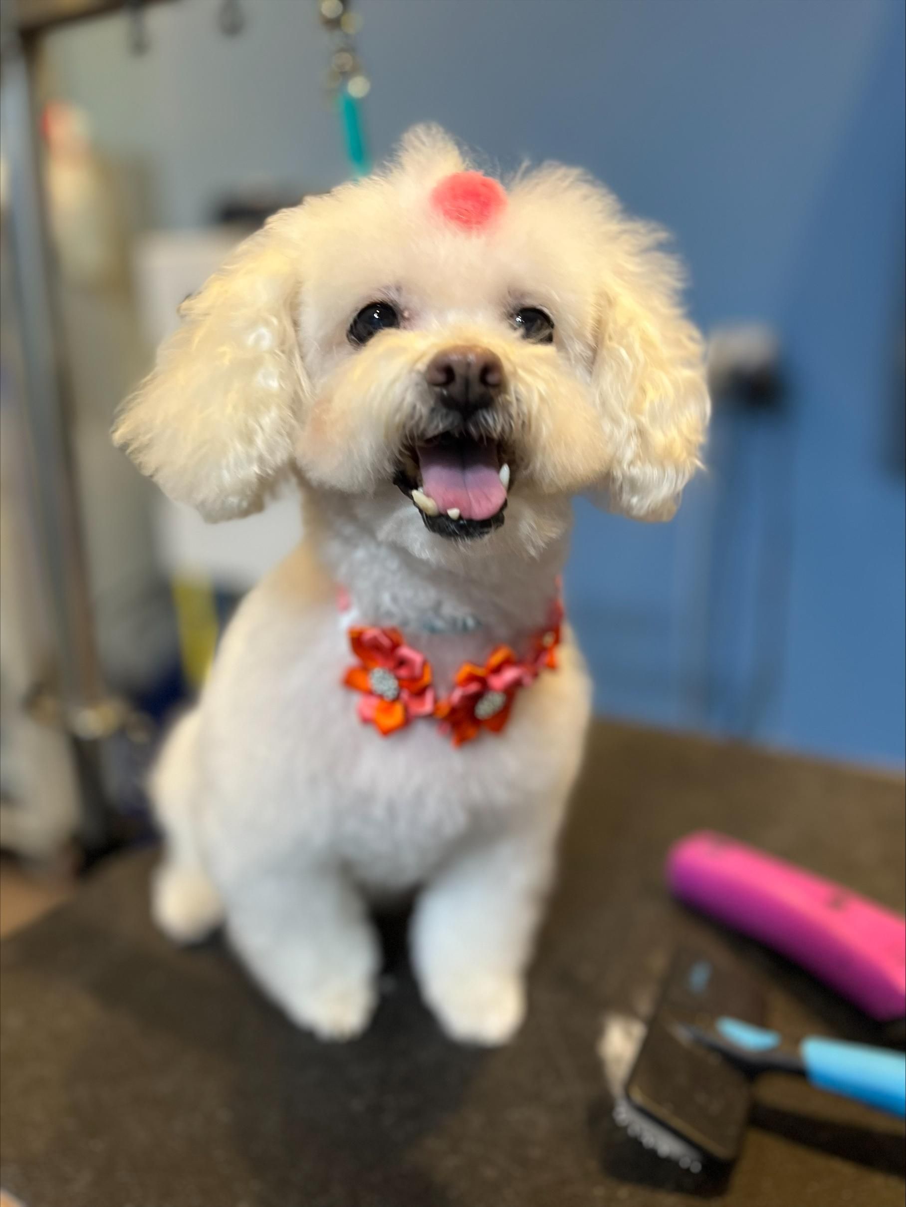 Happy Groomed Dog