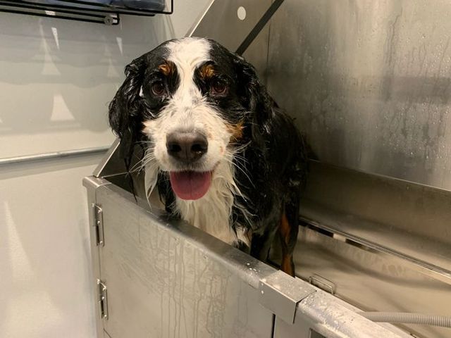 Wet Dog Taking a Bath