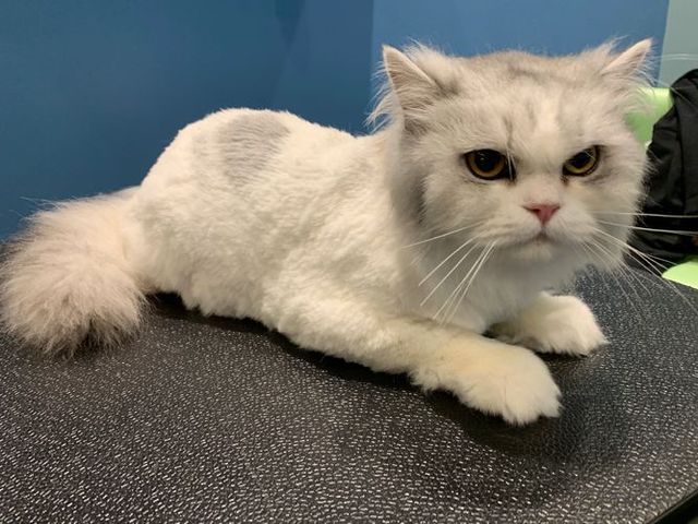 White Cat Grooming