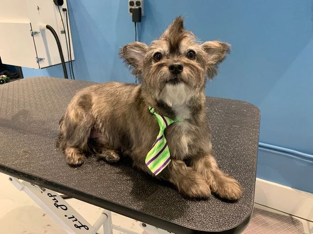 Small Dog Grooming