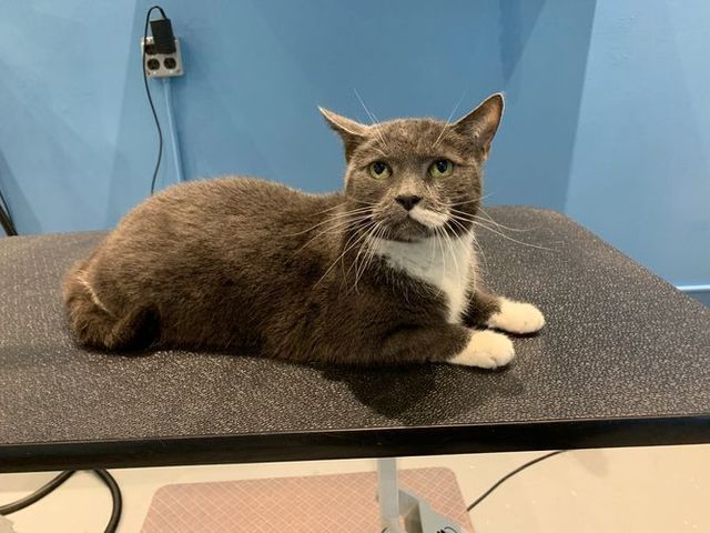 Cat Grooming Services