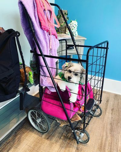 Small Dog In The Cart