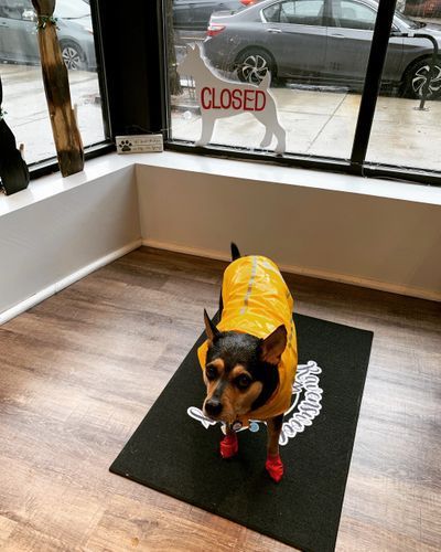 Small dog wearing a yellow jacket and red boots is standing on a mat in front of a closed sign.