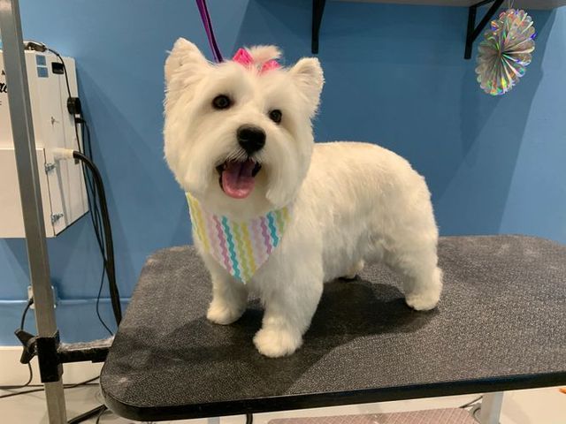 White Dog Grooming