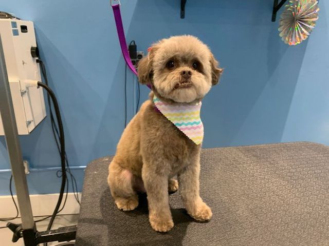 Small brown dog wearing a bandana is sitting on a table.