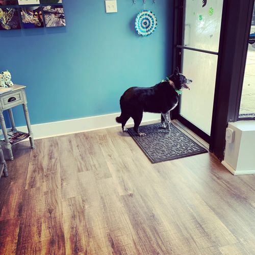 Dog Staring at Windows