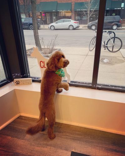Dog is standing on its hind legs in front of a window looking out.