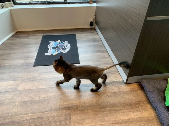 Cat is walking on a wooden floor in a room.