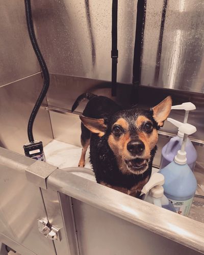 Dog is taking a bath in a stainless steel bathtub.